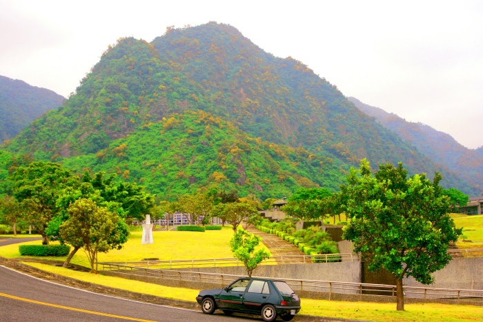 20台東金色相思樹花滿山林