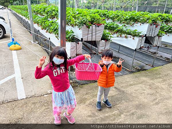 「苗栗。遊記」六合高架牛奶草莓園，苗栗大湖農工之旅，體驗採草