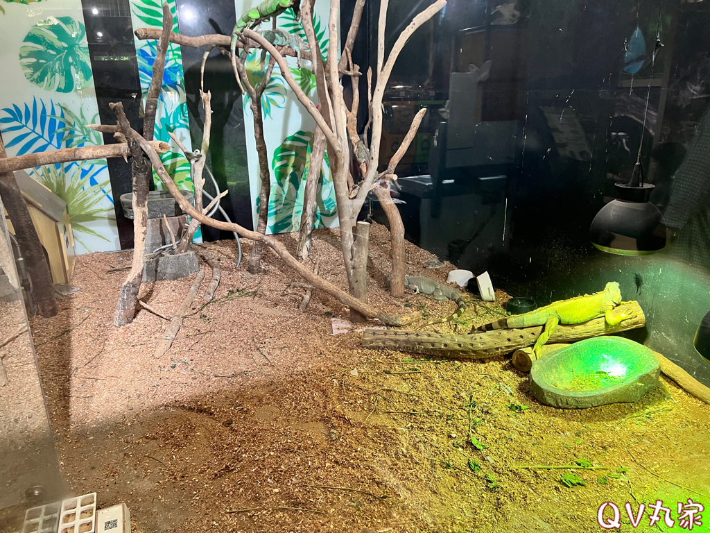 「新竹。遊記」台灣昆蟲館，可愛的水豚君、鱷魚、變色龍、甲蟲免