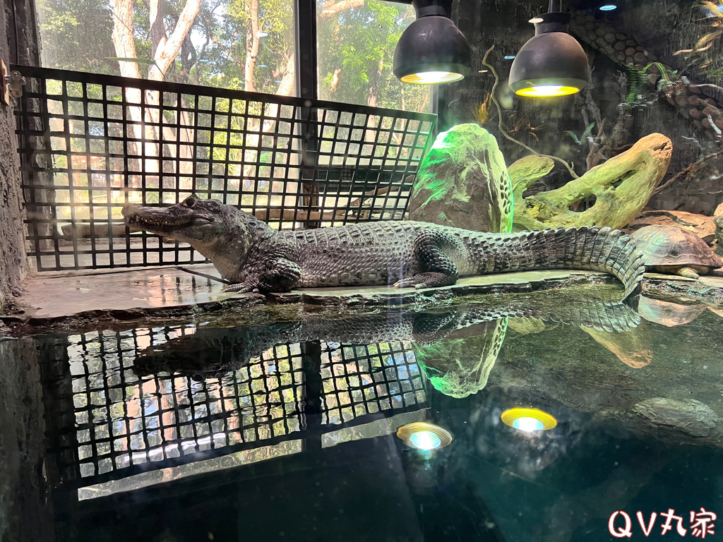「新竹。遊記」台灣昆蟲館，可愛的水豚君、鱷魚、變色龍、甲蟲免