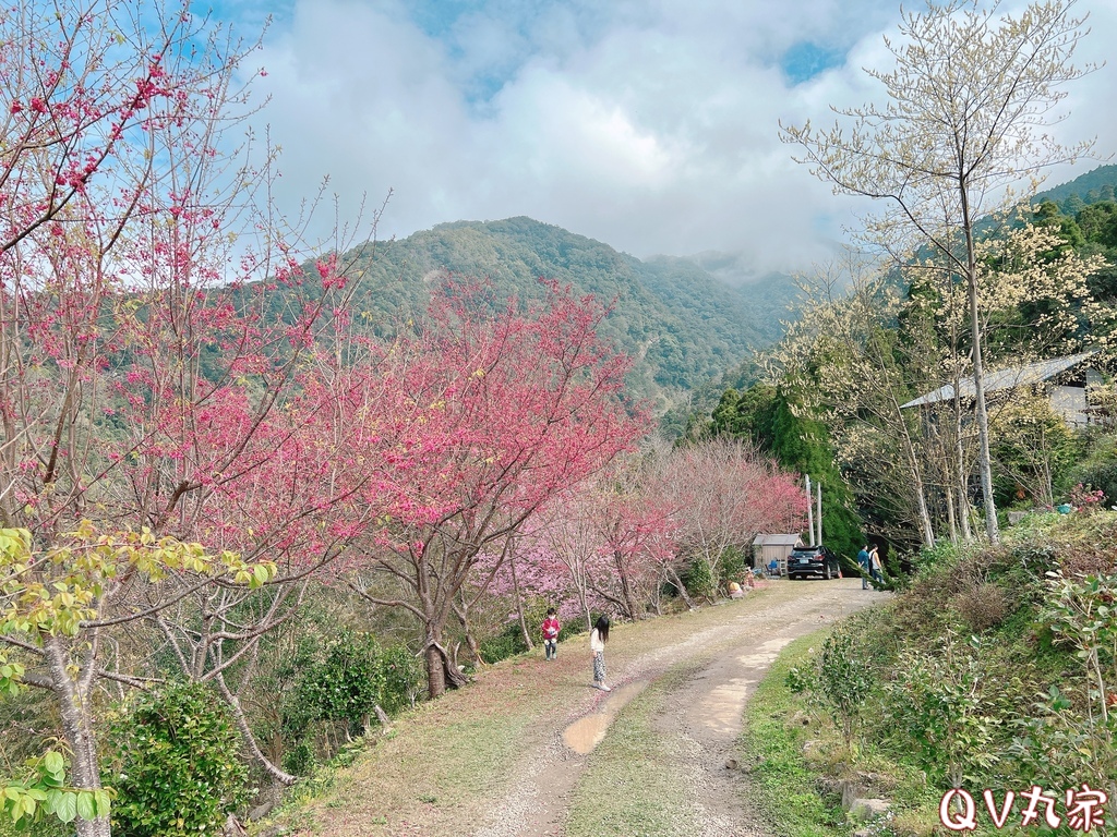 「新竹。露營」森林海露營區，新竹尖石高海拔，超美山林營地，夜