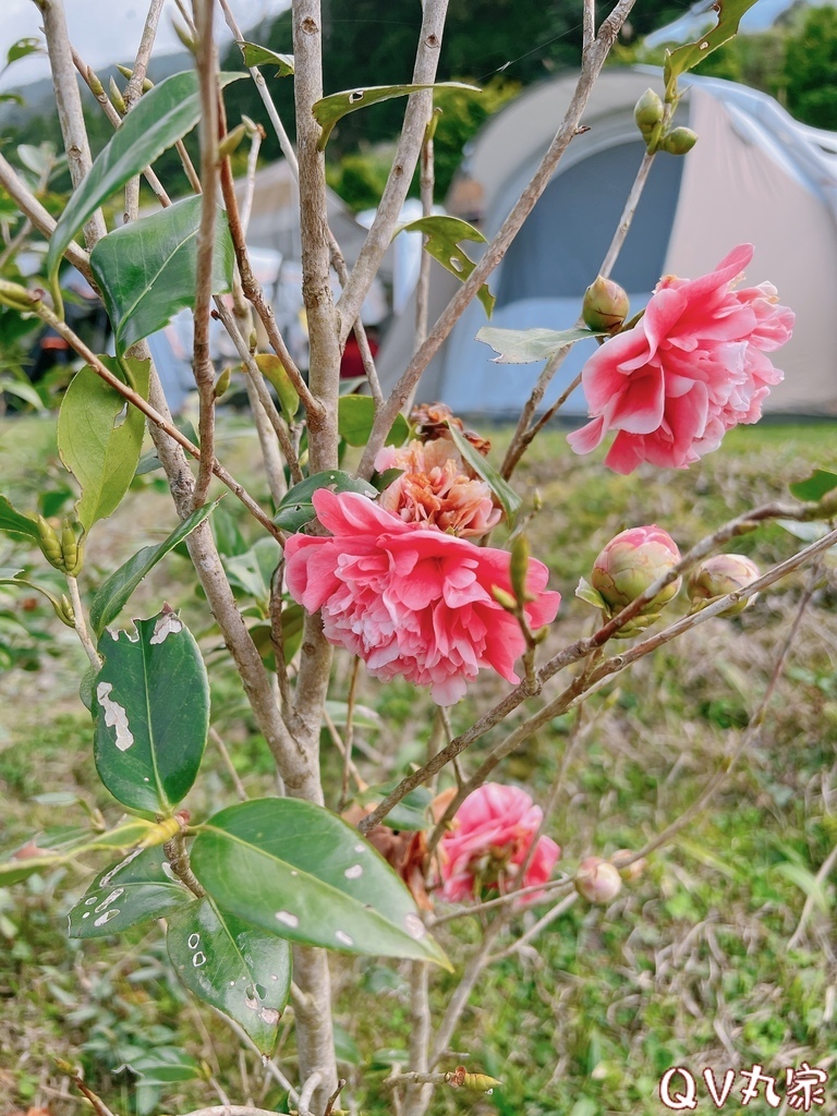 「新竹。露營」森林海露營區，新竹尖石高海拔，超美山林營地，夜