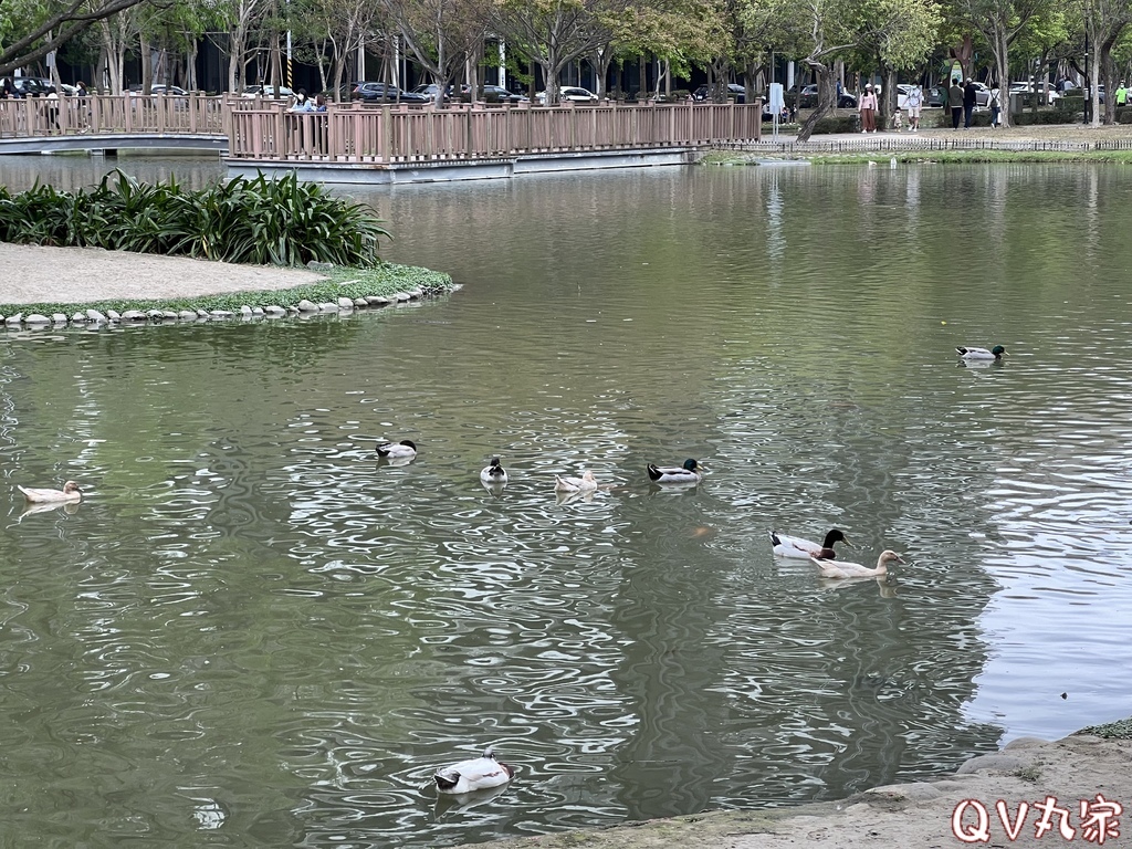 「新竹。遊記」水圳森林公園，大草地可悠閒野餐，還有湖泊可賞鴨