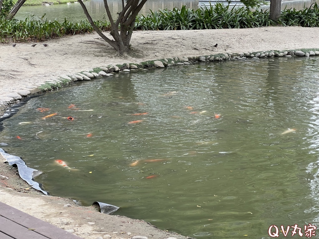 「新竹。遊記」水圳森林公園，大草地可悠閒野餐，還有湖泊可賞鴨