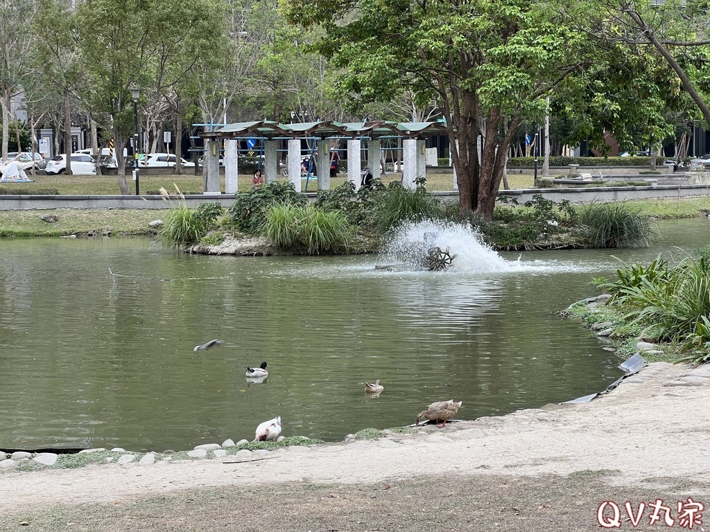 「新竹。遊記」水圳森林公園，大草地可悠閒野餐，還有湖泊可賞鴨