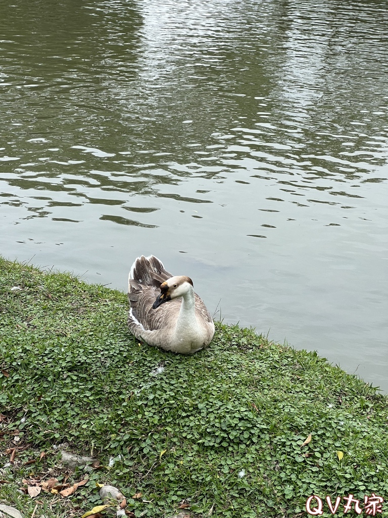 「新竹。遊記」水圳森林公園，大草地可悠閒野餐，還有湖泊可賞鴨