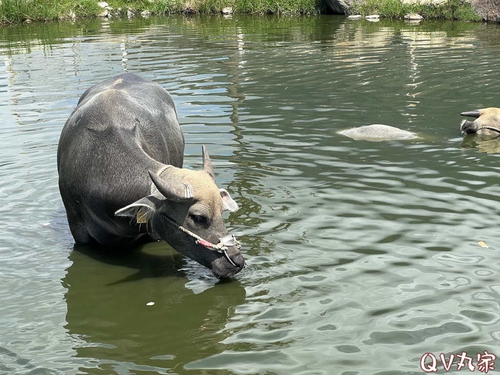 「花蓮。遊記」崇德瑩農場，可愛動物餵食，騎馬體驗，沙灘車，飛