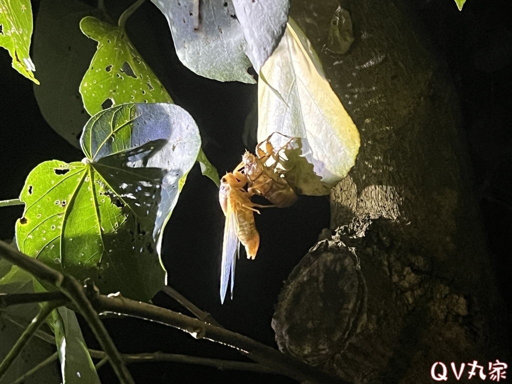 「台中。露營」蟬說：夕陽漫漫免裝備豪華露營，一泊二食+迎賓小