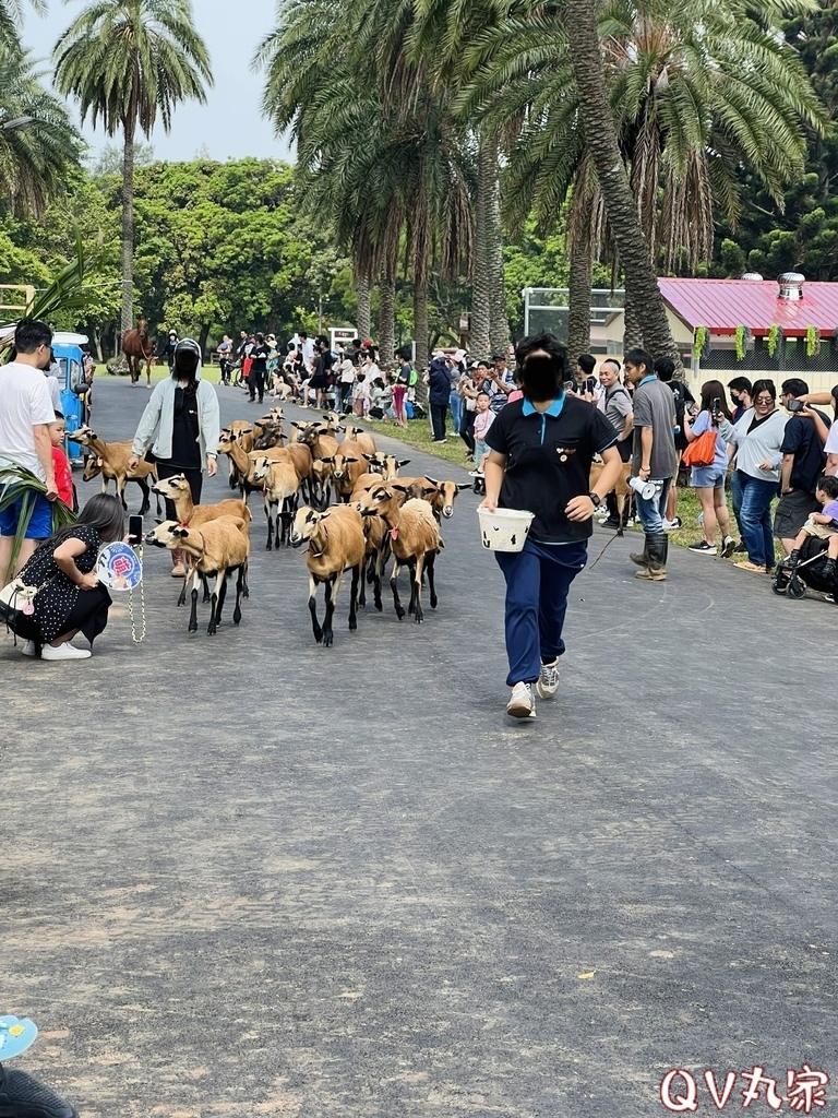 「桃園。遊記」埔心牧場，萌萌村，可愛動物區，賽金豬賽福羊，牛