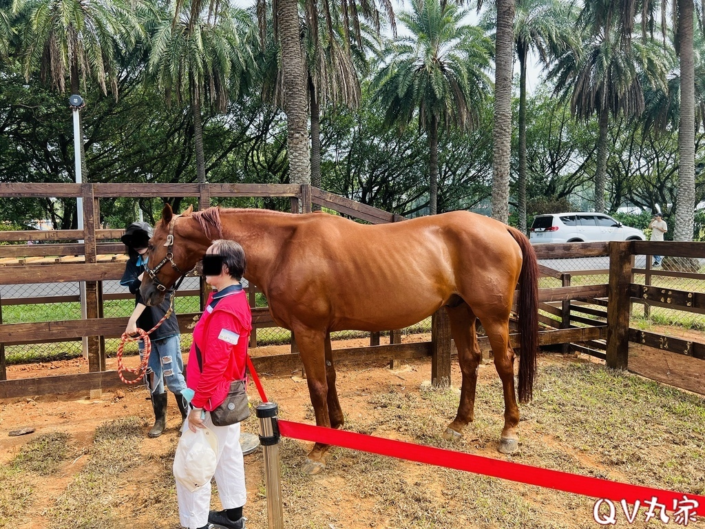 「桃園。遊記」埔心牧場，萌萌村，可愛動物區，賽金豬賽福羊，牛