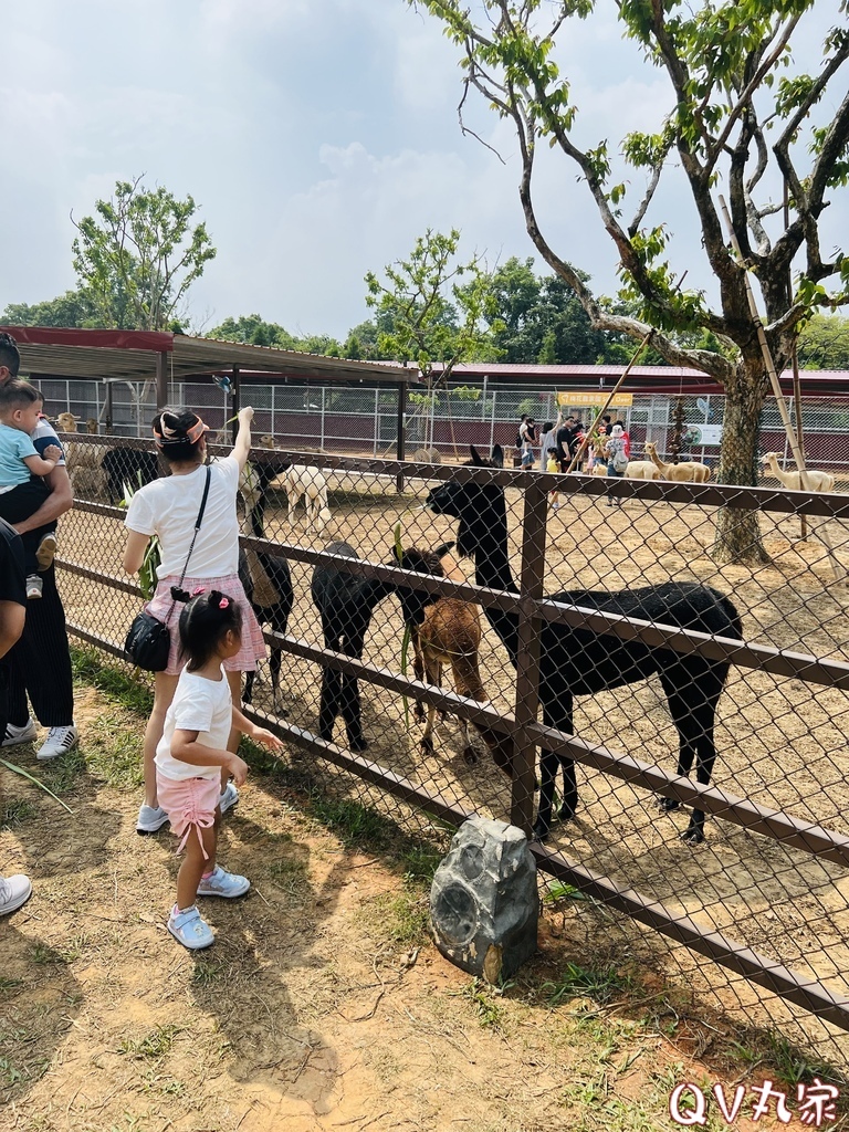 「桃園。遊記」埔心牧場，萌萌村，可愛動物區，賽金豬賽福羊，牛