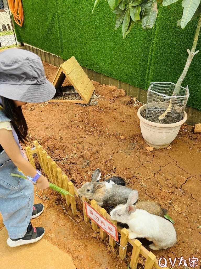 「桃園。遊記」埔心牧場，萌萌村，可愛動物區，賽金豬賽福羊，牛