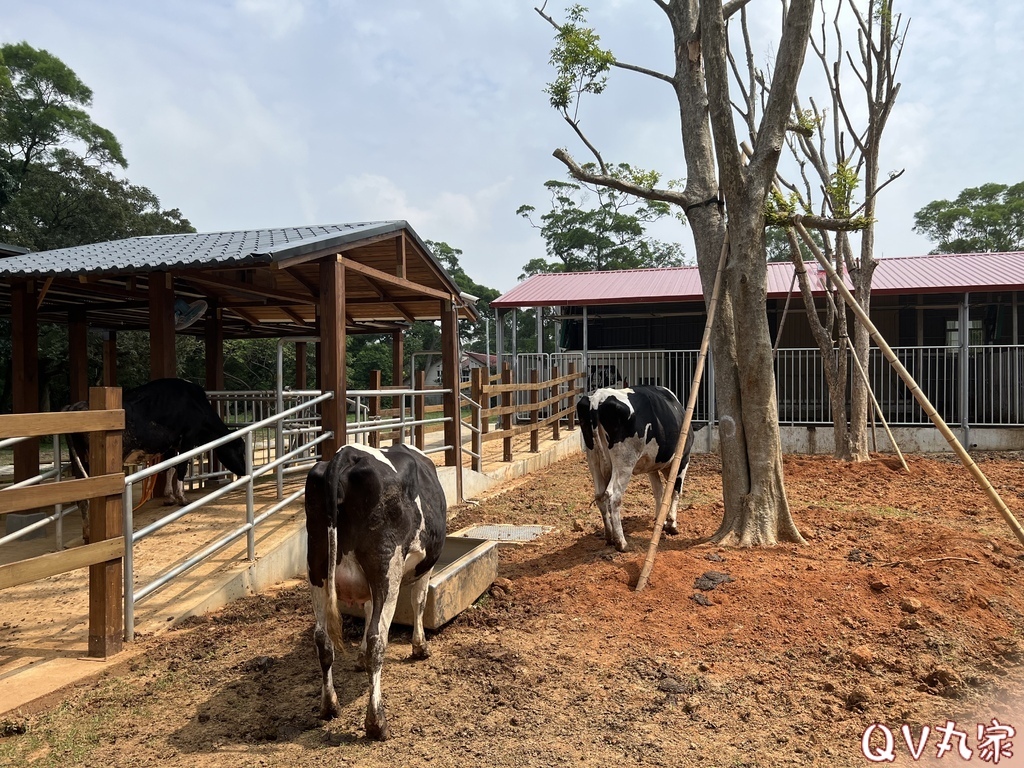 「桃園。遊記」埔心牧場，萌萌村，可愛動物區，賽金豬賽福羊，牛