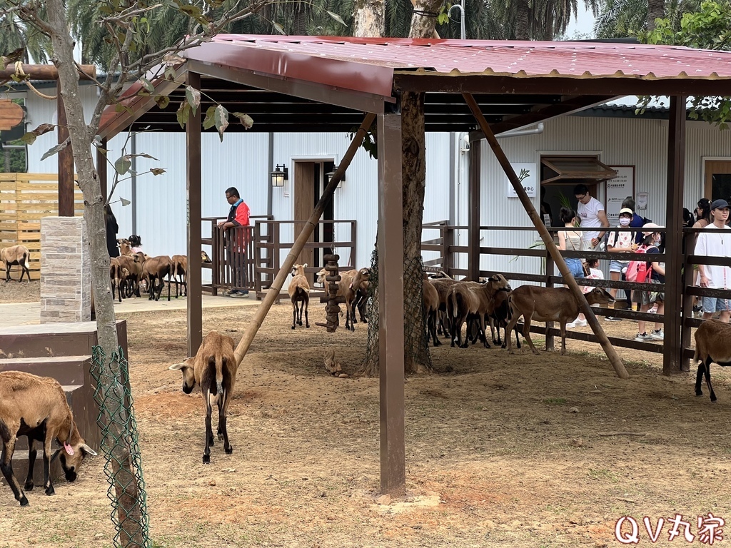 「桃園。遊記」埔心牧場，萌萌村，可愛動物區，賽金豬賽福羊，牛