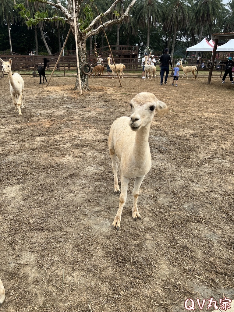 「桃園。遊記」埔心牧場，萌萌村，可愛動物區，賽金豬賽福羊，牛