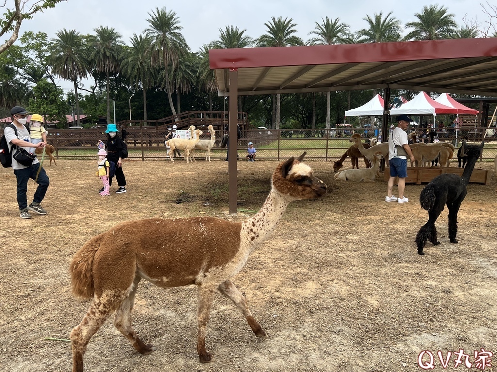 「桃園。遊記」埔心牧場，萌萌村，可愛動物區，賽金豬賽福羊，牛