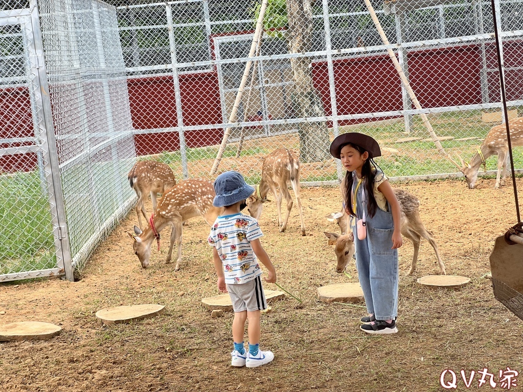 「桃園。遊記」埔心牧場，萌萌村，可愛動物區，賽金豬賽福羊，牛