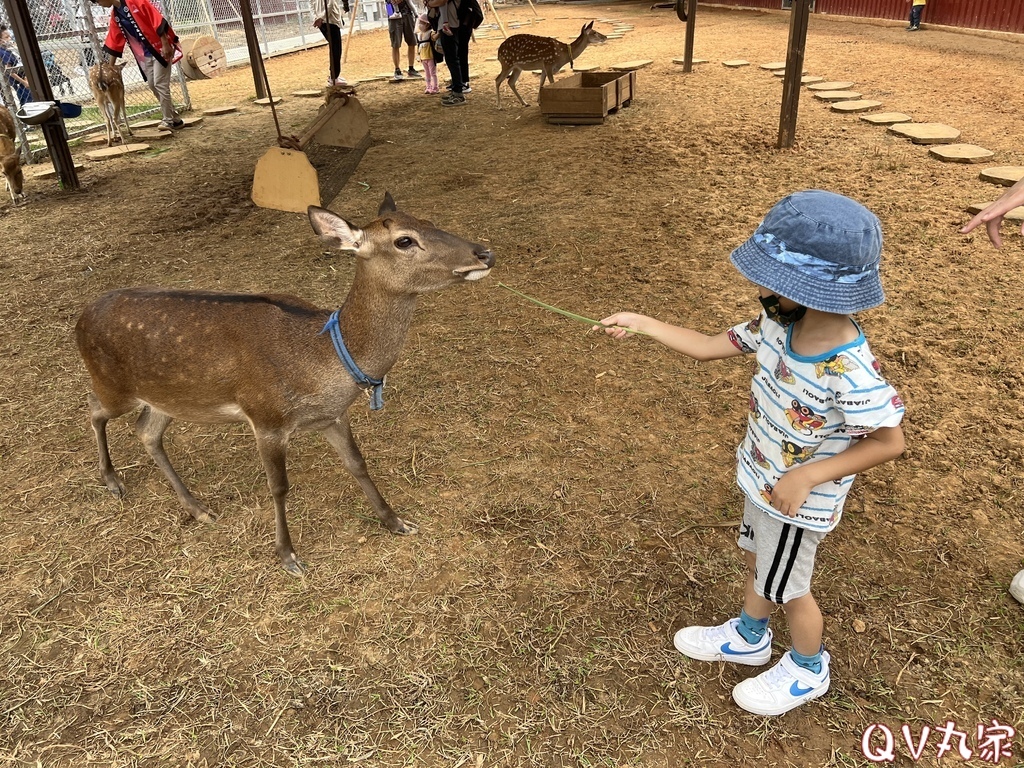 「桃園。遊記」埔心牧場，萌萌村，可愛動物區，賽金豬賽福羊，牛