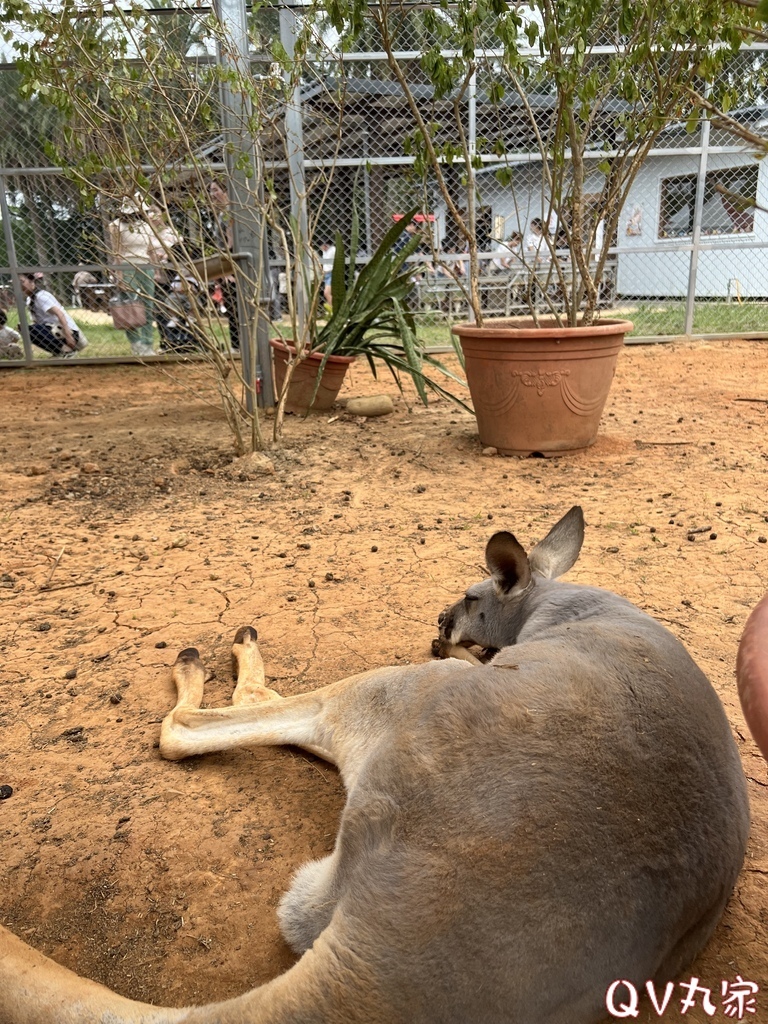 「桃園。遊記」埔心牧場，萌萌村，可愛動物區，賽金豬賽福羊，牛