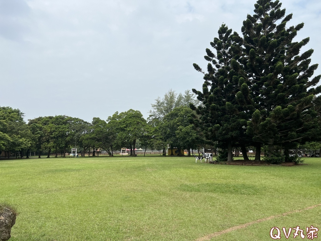 「桃園。遊記」埔心牧場，萌萌村，可愛動物區，賽金豬賽福羊，牛