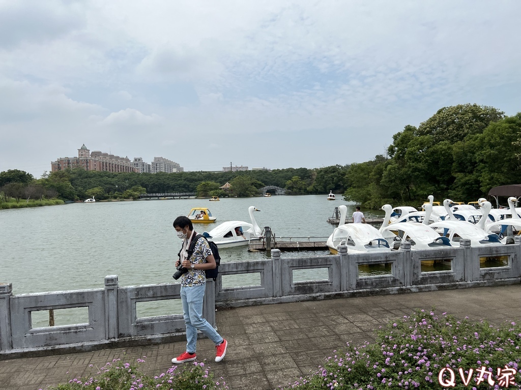 「桃園。遊記」埔心牧場，萌萌村，可愛動物區，賽金豬賽福羊，牛