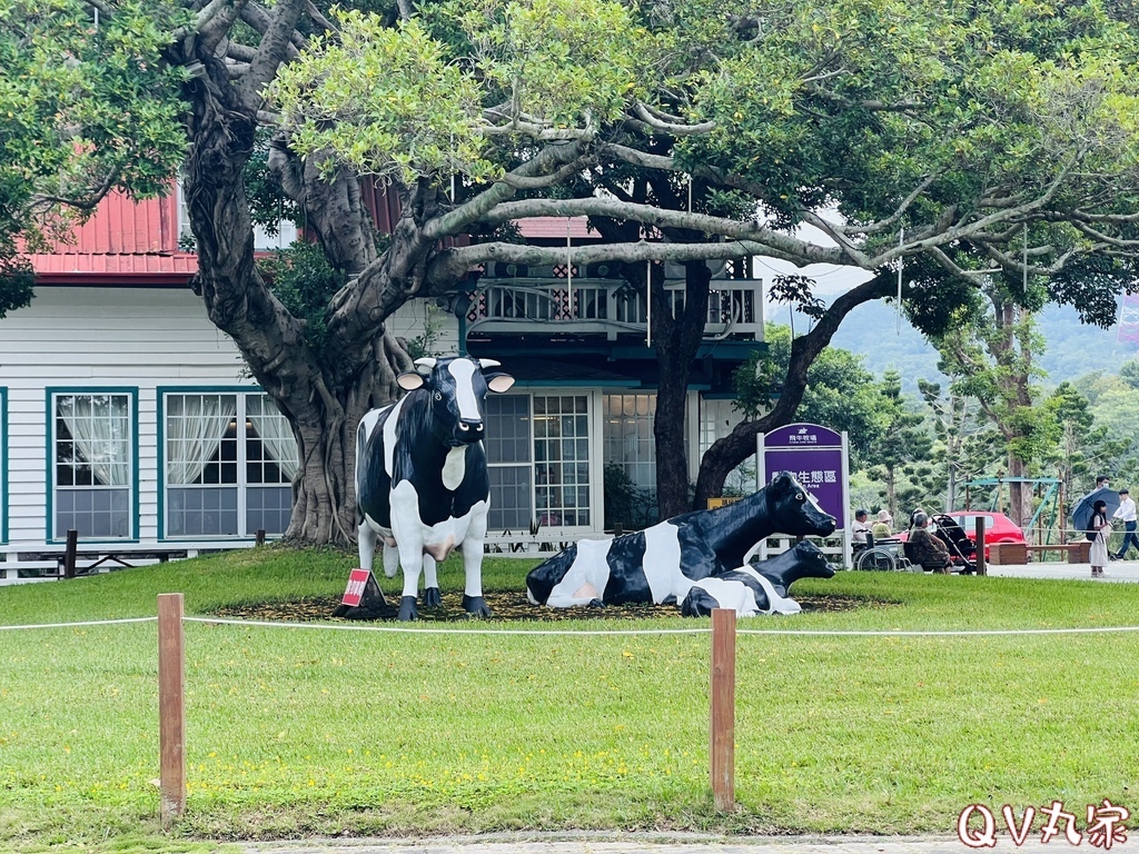 「苗栗。遊記」飛牛牧場，手工擠乳體驗、餵小牛喝奶、鴨BB大遊