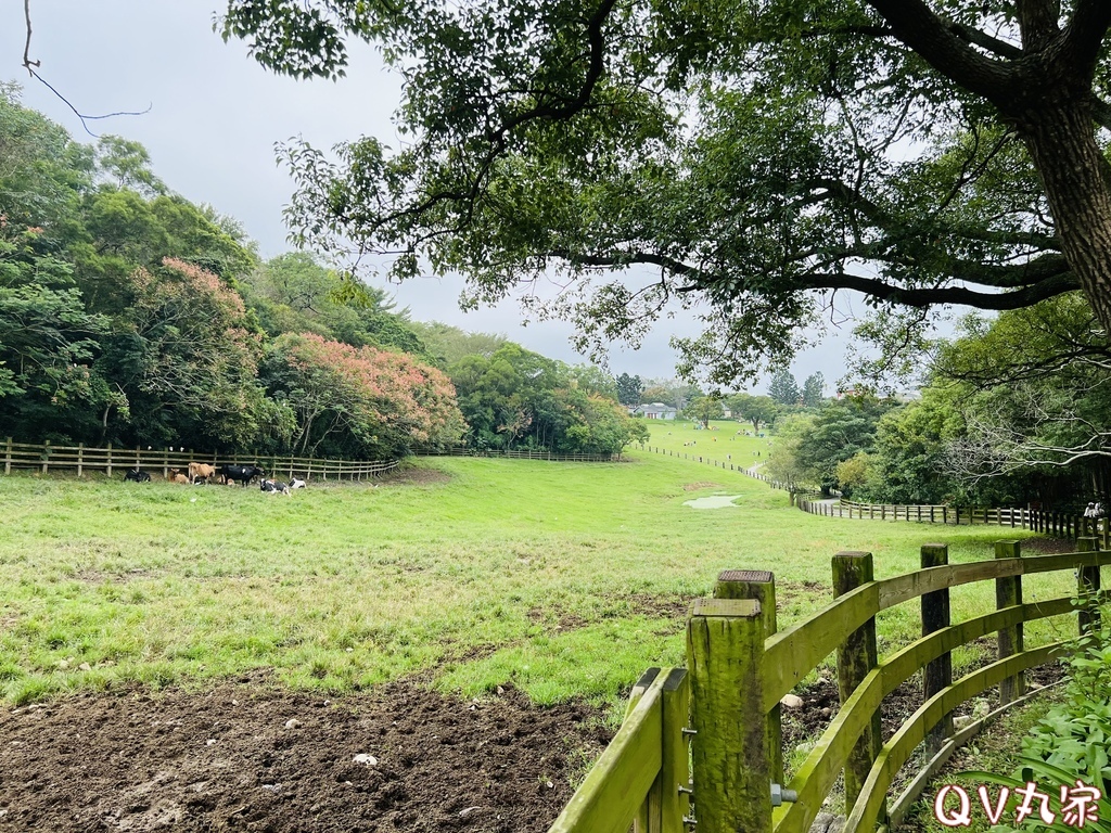 「苗栗。遊記」飛牛牧場，手工擠乳體驗、餵小牛喝奶、鴨BB大遊