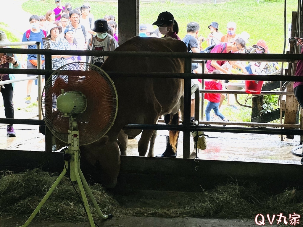 「苗栗。遊記」飛牛牧場，手工擠乳體驗、餵小牛喝奶、鴨BB大遊