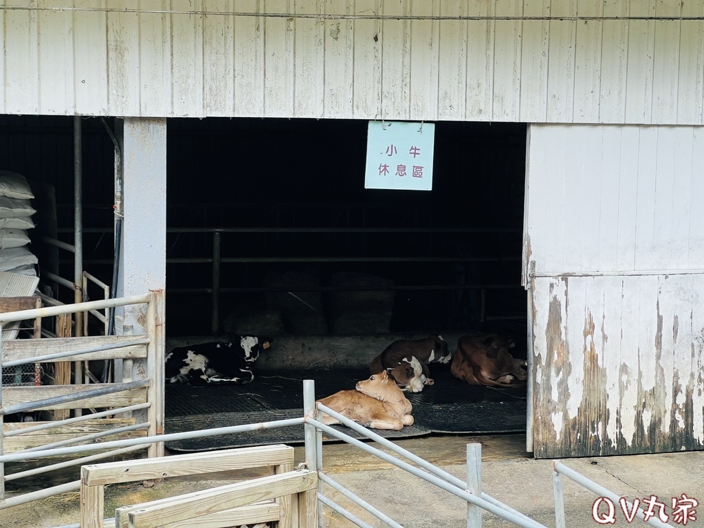 「苗栗。遊記」飛牛牧場，手工擠乳體驗、餵小牛喝奶、鴨BB大遊