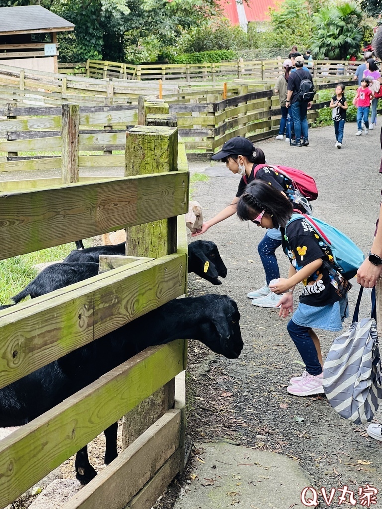 「苗栗。遊記」飛牛牧場，手工擠乳體驗、餵小牛喝奶、鴨BB大遊