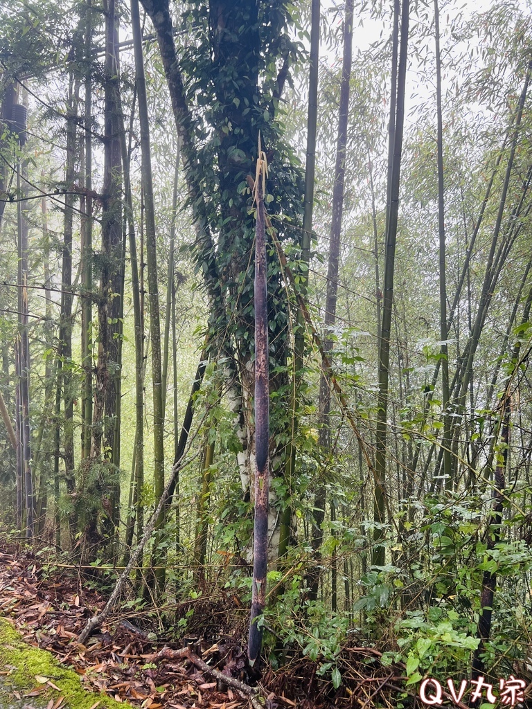 「新竹。露營」蟬說：霧繞Woorao 免裝備豪華露營，一泊二