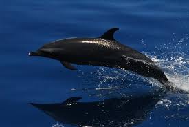 熱帶斑海豚