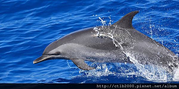 熱帶斑海豚.jpg