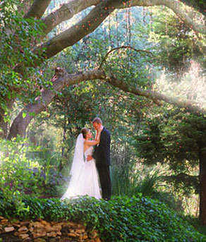 Wedding site: under the tree