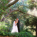 Wedding site: under the tree