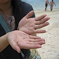 沙灘上小螃蟹