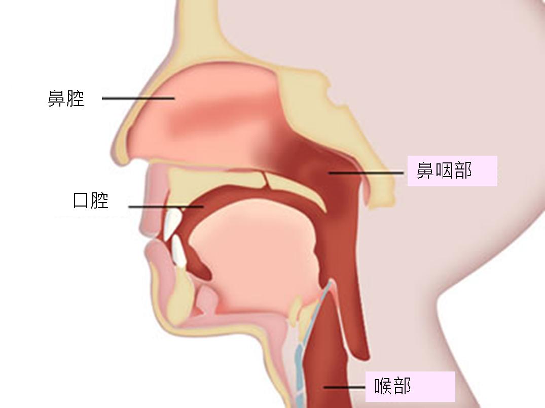 咽喉