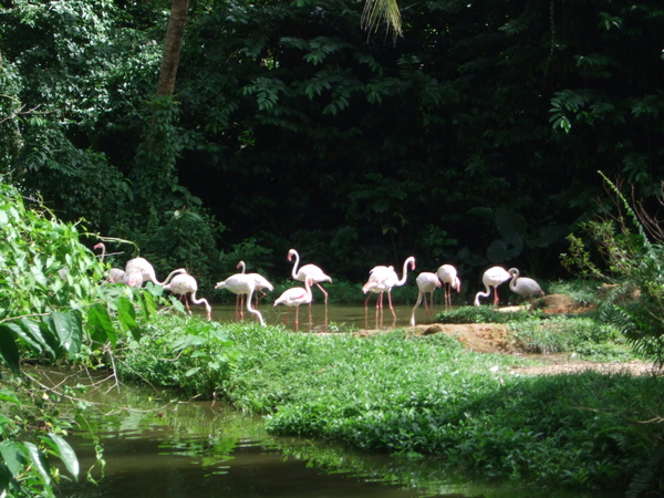 flamingoes