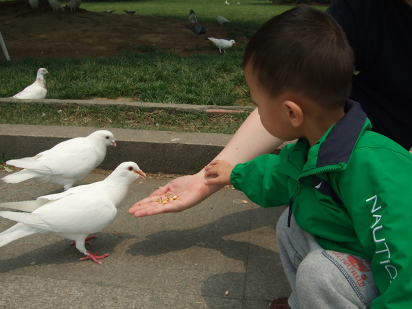 其實鴿子很怕小孩!