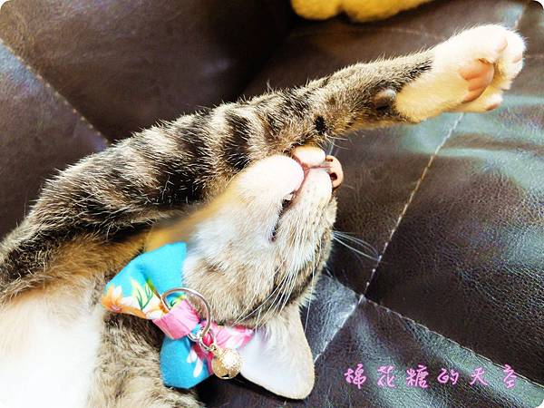 00貓店長.JPG 00貓店長.JPG