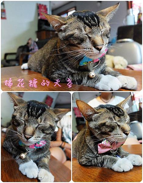 00貓店長3.jpg