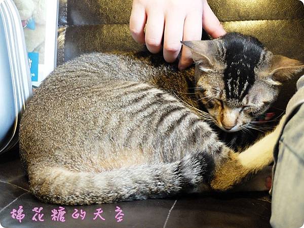 00貓店長4.JPG 00貓店長4.JPG