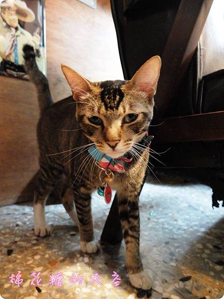 00貓店長5.JPG 00貓店長5.JPG