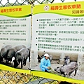 農場豬4.JPG