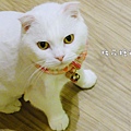 店貓小白5.JPG