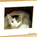 店貓領養2.JPG