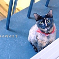 店貓愛紗4.JPG