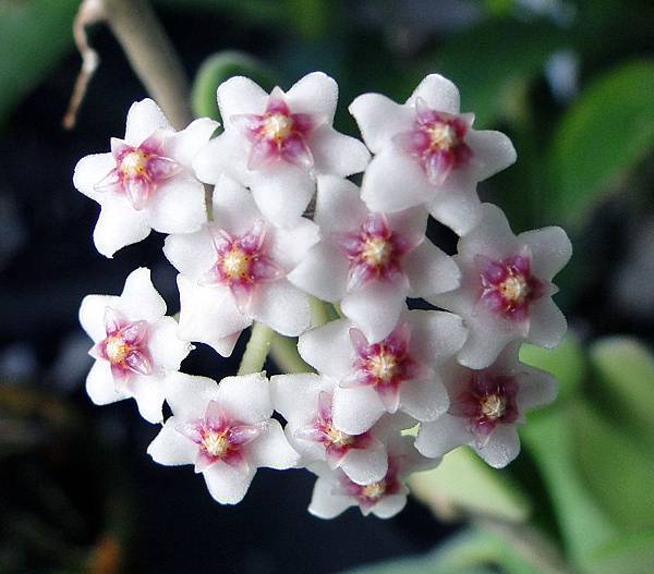 Hoya nummulariodes