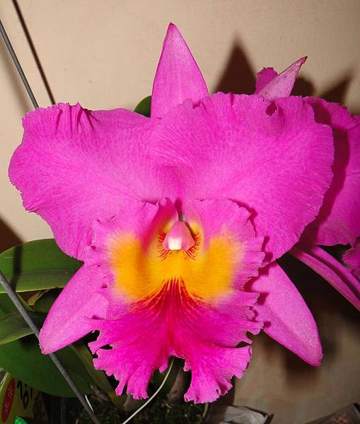 Blc. Pink Empress 1