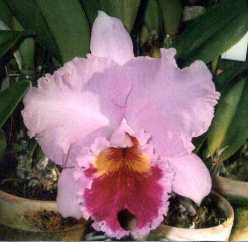 Blc Nai Thong Leng